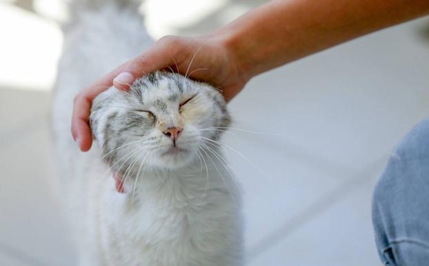 La Audiencia de Valladolid revoca la sentencia que condenó a un hombre por dejar escapar el gato de su expareja