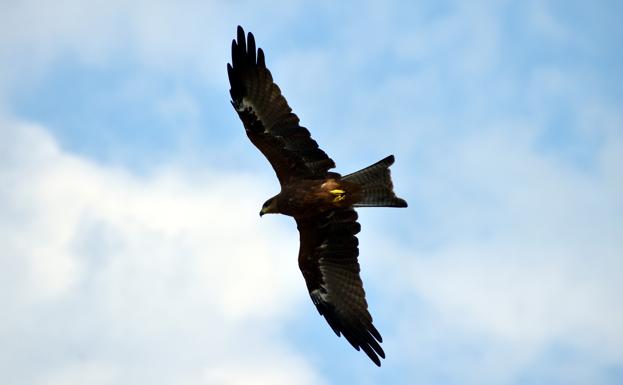 Más de 70 rapaces aparecen muertas por envenenamiento en cotos de Castilla y León en el último año