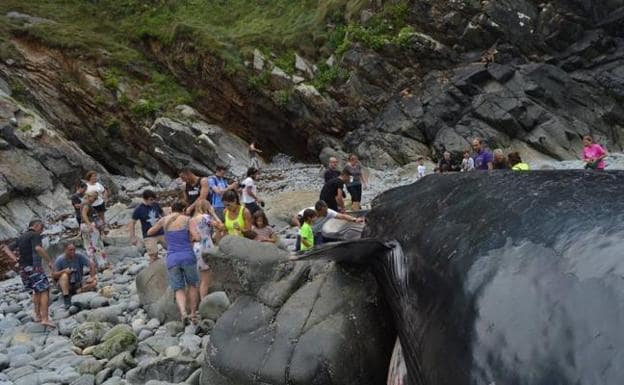 Encuentran en Tapia de Casariego (Asturias) una ballena varada de 21 metros y 30 toneladas