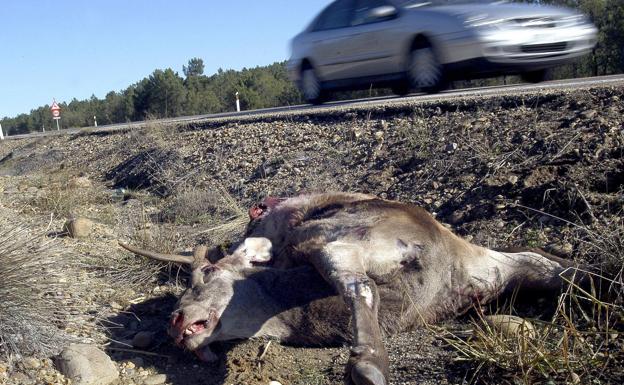 Cómo prevenir y actuar ante el atropello de animales