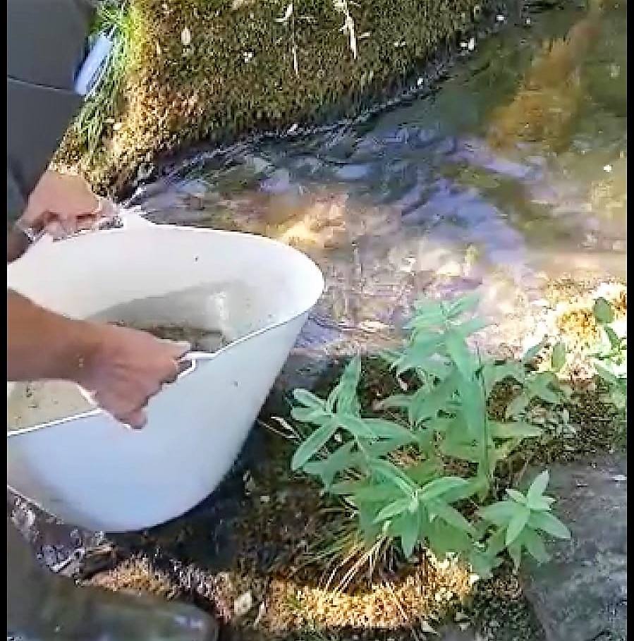 Agentes medioambientales rescatan unas truchas en una poza en un arroyo afluente del Porma