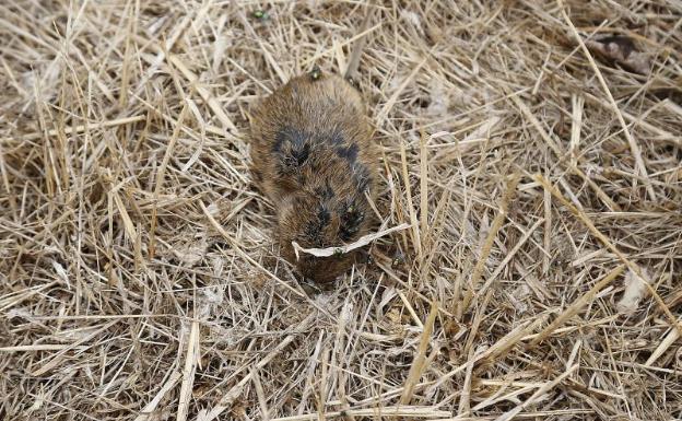 Agricultura actúa en 2.000 kilómetros de reservorios contra los topillos