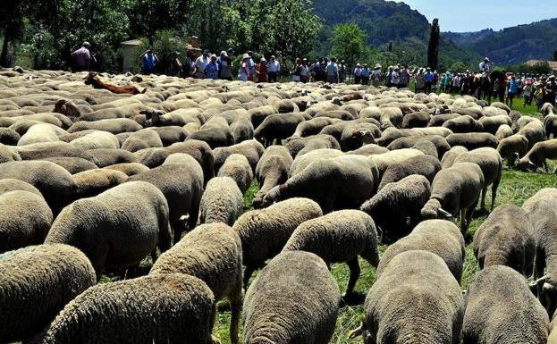 La sequía obliga a reducir el tiempo de permanencia de los rebaños trashumantes en la montaña leonesa