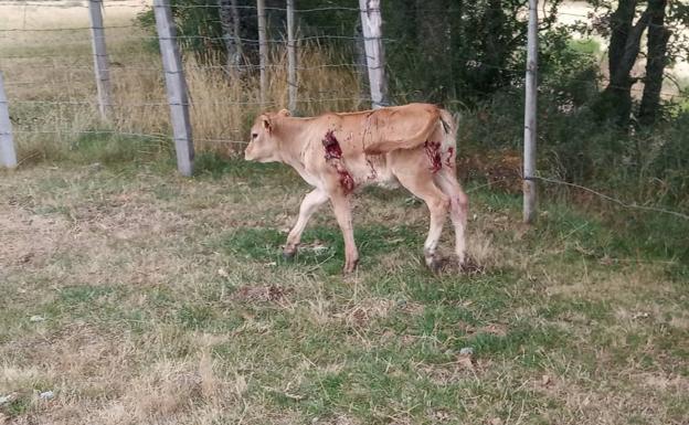 Los lobos atacan una explotación ganadera de Valberzoso en la Montaña de Palencia