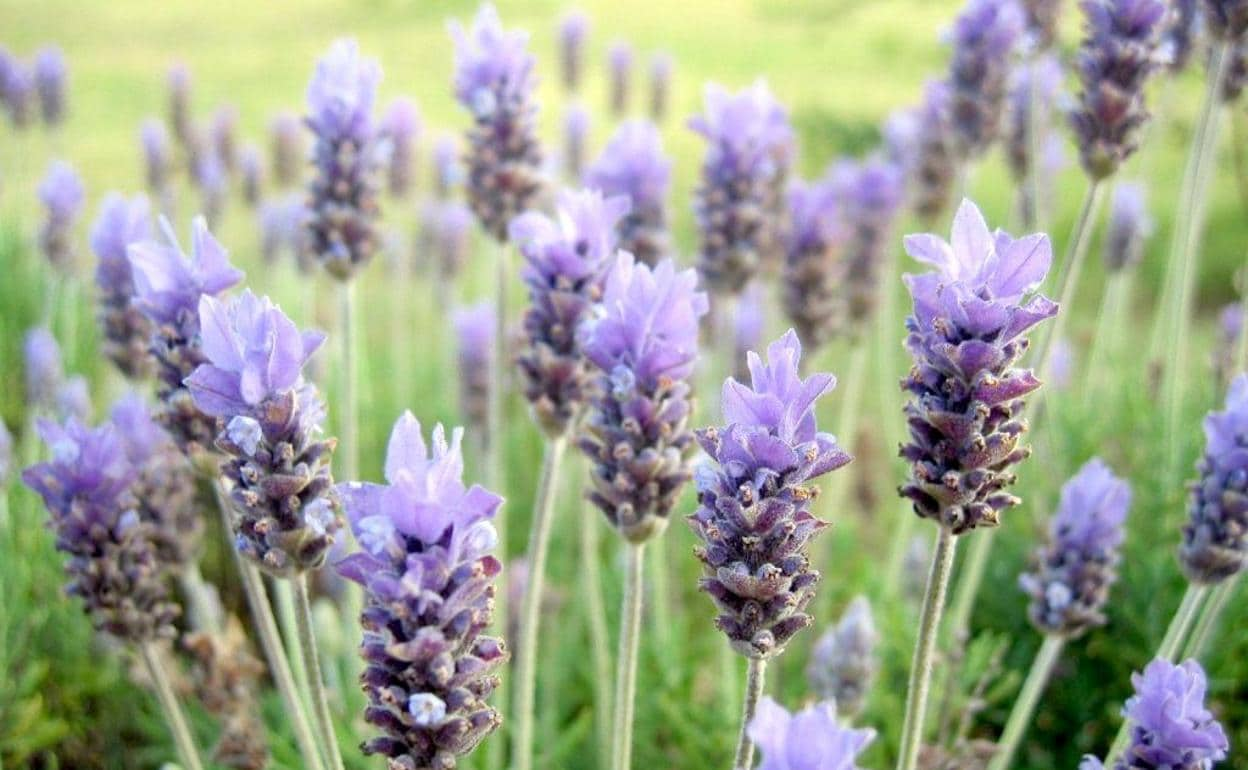 Lavanda, romero o caléndula, el nuevo nicho de negocio del medio rural en  León | leonoticias