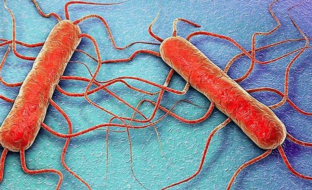 Sanidad confirma más de 200 casos de infección por listeriosis en toda España