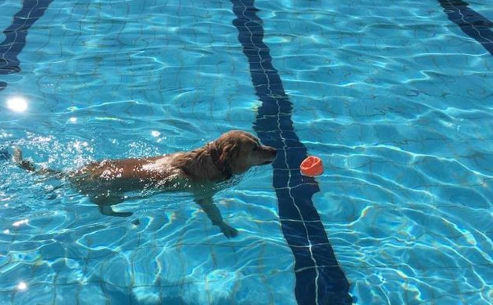 ¡Perros al agua!