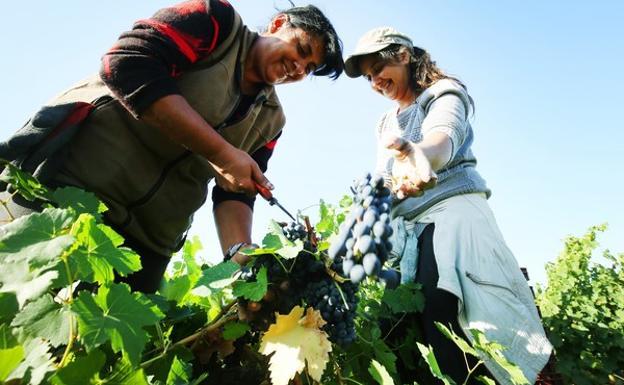 Asaja pide que las normas de vendimia de la DO Bierzo se publiquen en la web del Consejo Regulador