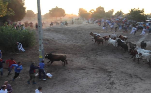 Muere un vecino de Cuéllar de unos 60 años corneado por un toro en el último encierro