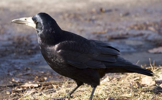 Ecologistas en Acción pide al Ayuntamiento de Villadangos que deseche su idea de trasladar una colonia de grajos