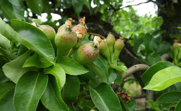 El Consejo Regulador de la Pera Conferencia del Bierzo espera alcanzar los nueve millones de toneladas certificadas