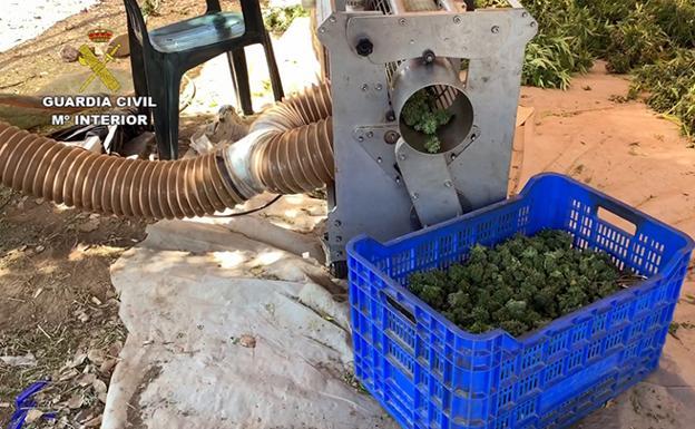 La Guardia Civil desmantela en Alcuéscar la mayor plantación de marihuana de Extremadura