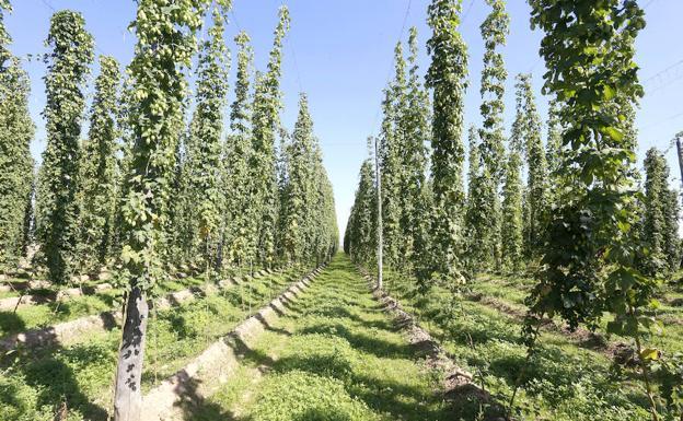 Cerveceros de España organiza una visita guiada a las plantaciones de lúpulo de Villanueva del Carrizo