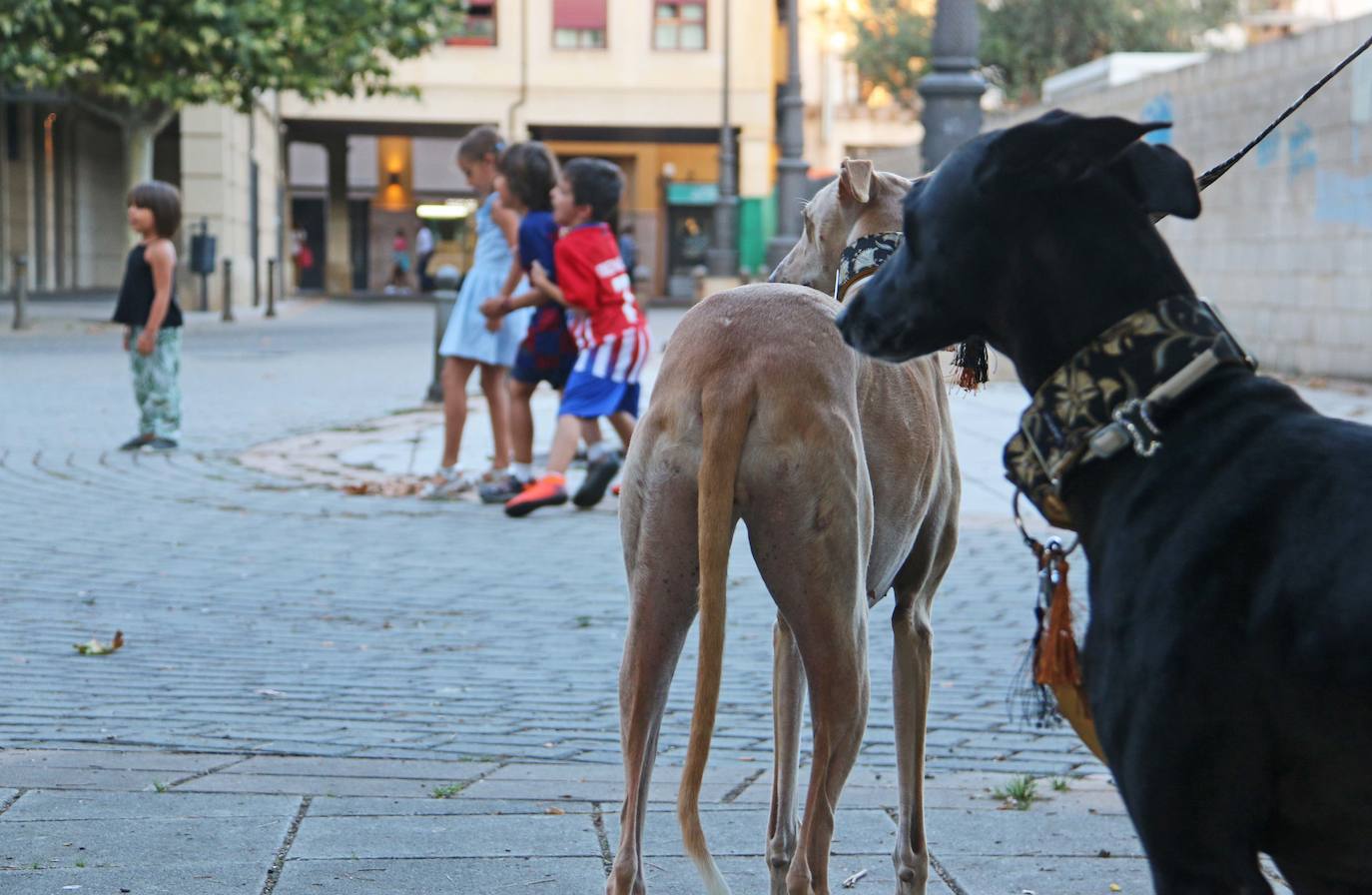 Un niño, casi tres perros