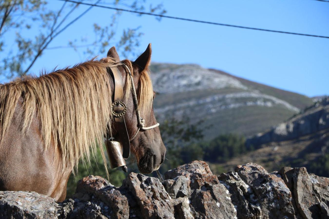 Feria tradicional del Cristo de Lugueros 2019