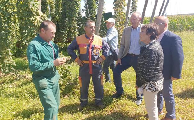 Los agricultores invertirán 10 millones para duplicar las hectáreas de producción de lúpulo en León