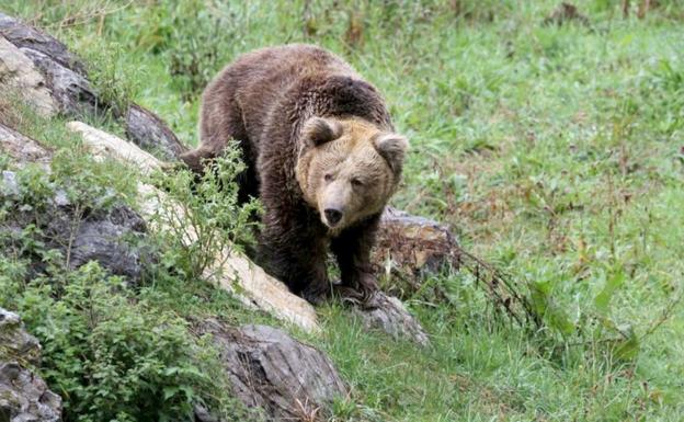 Villablino cambia la recogida de la basura para evitar que los osos acudan a la zona urbana