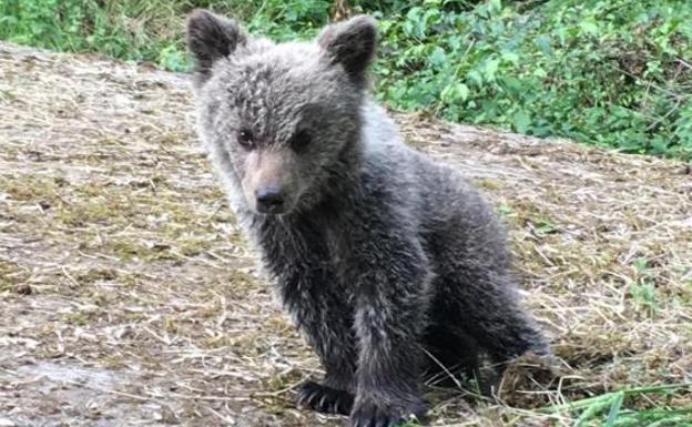 Trasladan a un espacio en semilibertad en Valsemana a 'Saba', la osezna cantábrica abandonada por su madre