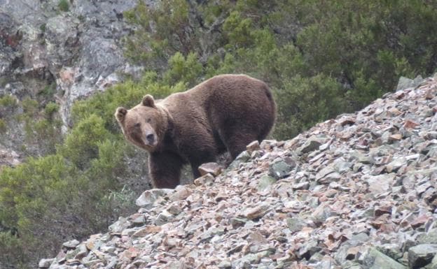 Buscan a un oso pardo herido en un accidente en la Montaña Palentina