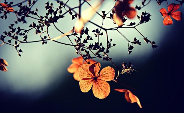 El otoño en León será cálido con temperaturas superiores y precipitaciones irregulares