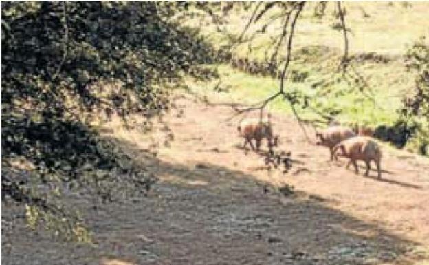 El tiempo y el agua favorables hacen pensar en una «muy buena» montanera