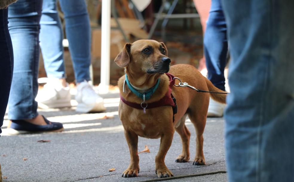 En León, mandan los perros