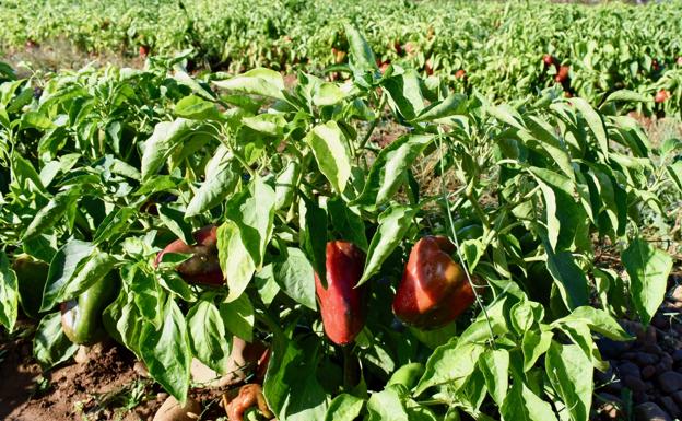 El pimiento 'echa' a andar