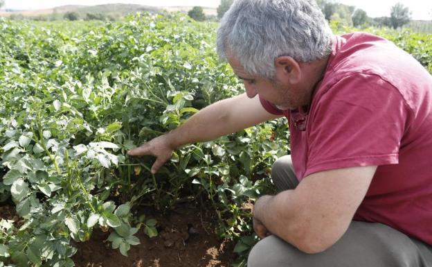 Un informe de Unicaja señala que el agricultor leonés percibió, de media, 16.964 euros el año pasado