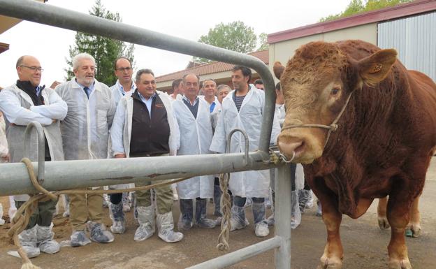 La provincia trabaja en recuperar la extinguida raza mantequera leonesa buscando ganar pureza