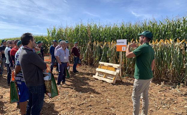 Las nuevas variedades de KWS en maíz se presentan como un salto adelante frente a los retos del cultivo