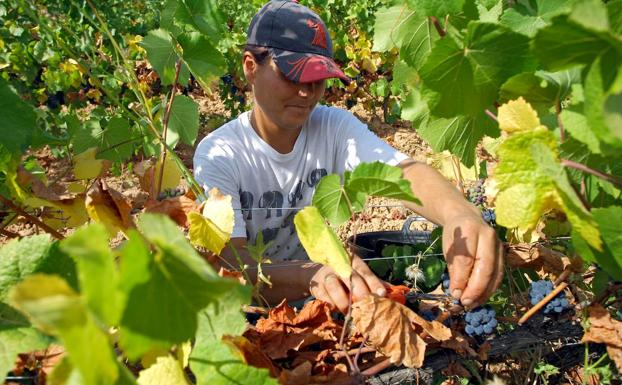 La vendimia avanza con una previsión de 13.000 toneladas en la DO Bierzo y 2.000 en la DO León