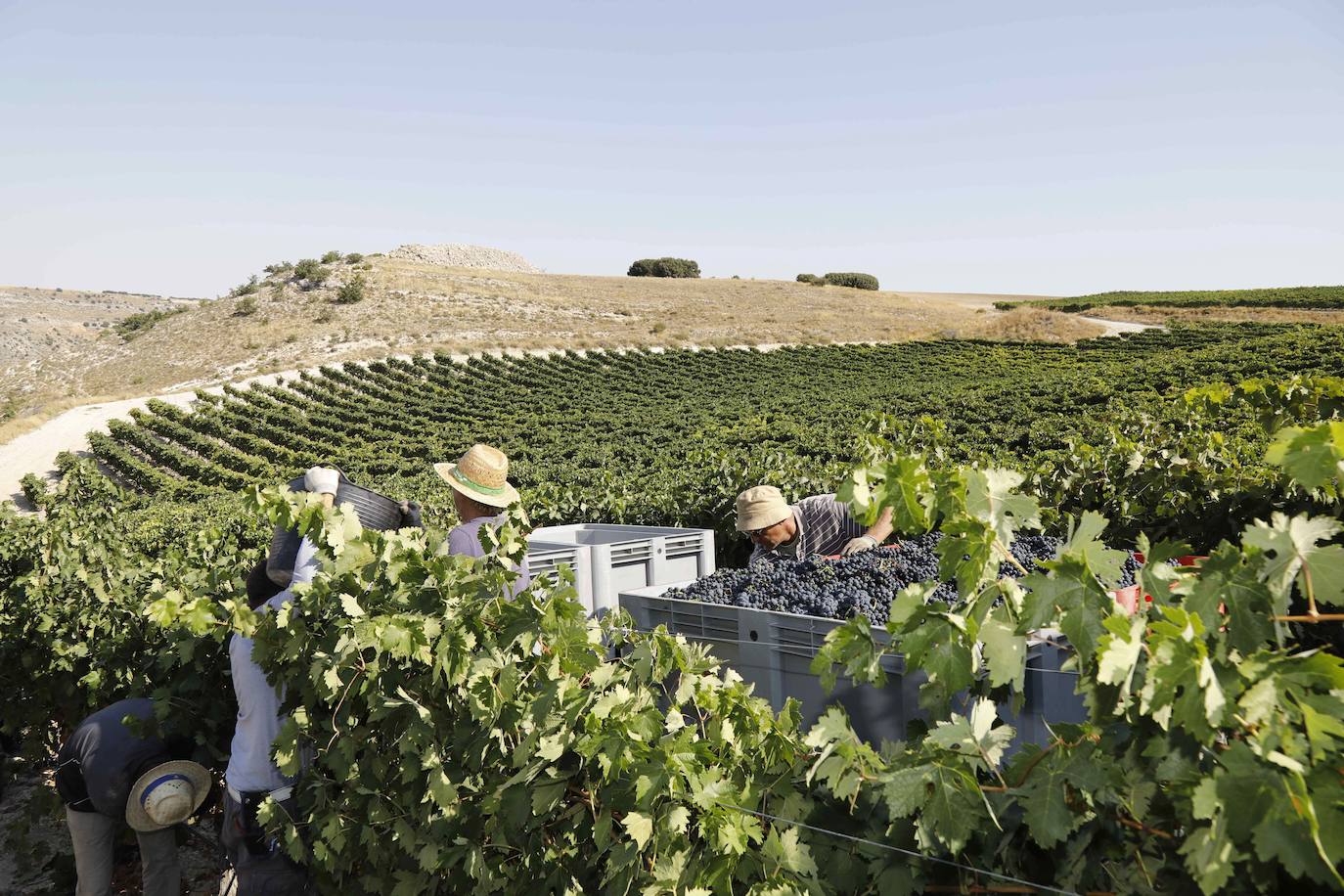 El arancel del 25% al vino que impondrá el 18 de octubre EE UU afectará a 650 bodegas de Castilla y León