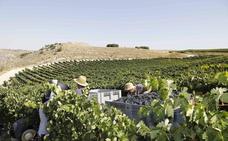 El arancel del 25% al vino que impondrá el 18 de octubre EE UU afectará a 650 bodegas de Castilla y León