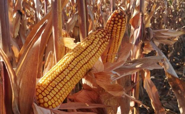 Los agricultores esperan rendimientos de 12.000 kilos por hectárea en una «cosecha récord» de maíz