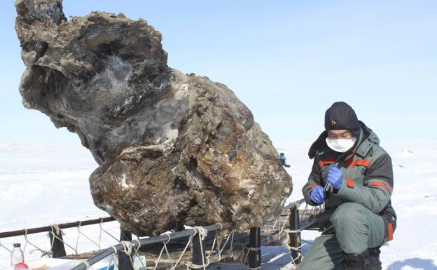 El último mamut murió hace 4.000 años en una isla del Ártico