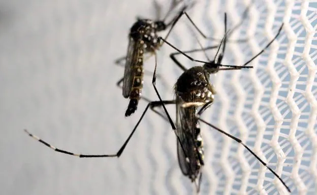El dengue golpea Honduras con 80.000 casos en la peor epidemia del último medio siglo