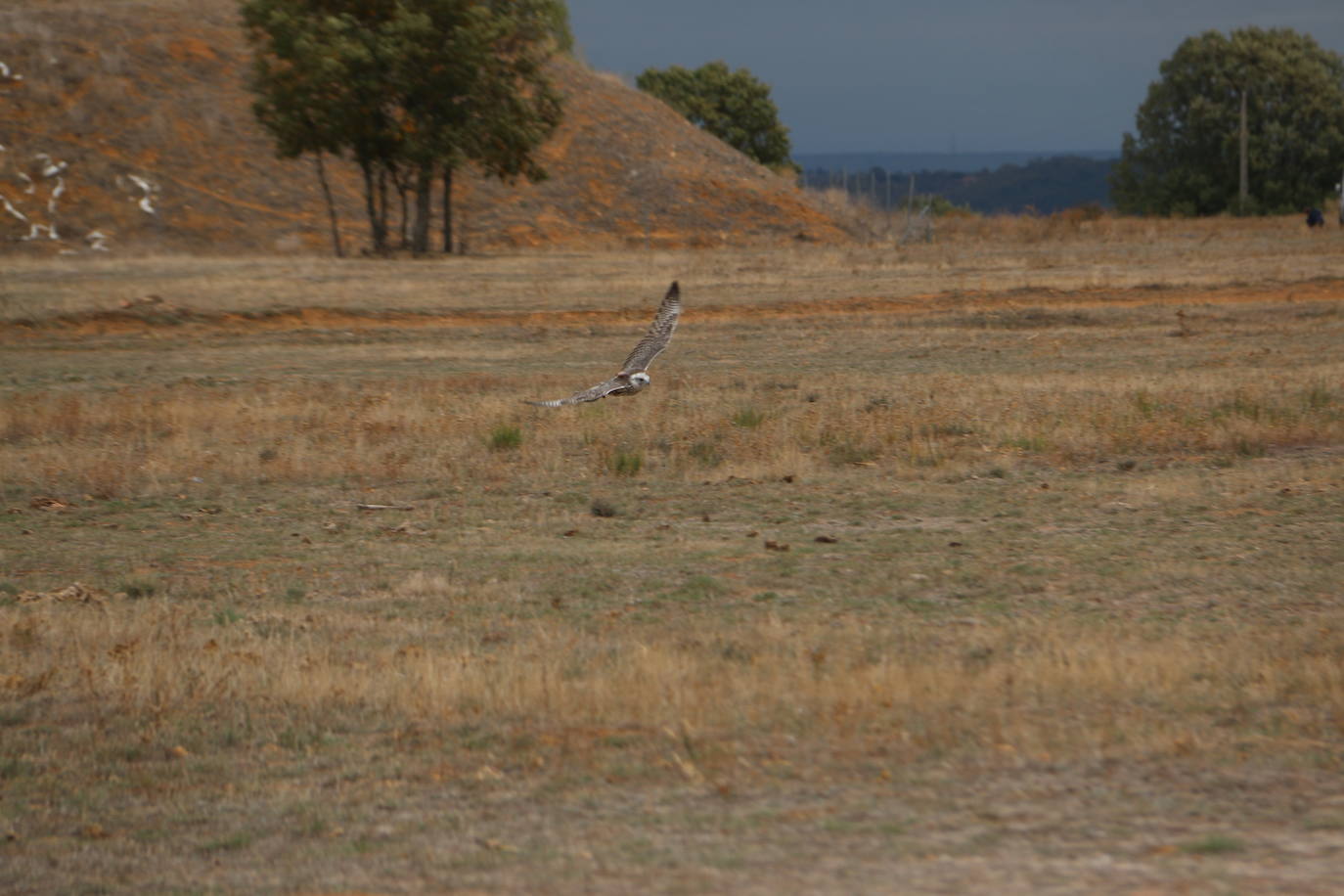 Intensas finales en las XXV Jornadas Internacionales de Cetrería