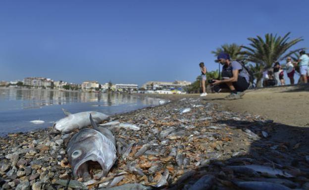 El Mar Menor, en situación «crítica» tras las riadas por la gota fría