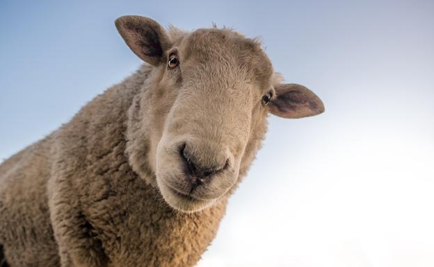 Los ganaderos auguran un incremento del precio del ovino de leche y piden que sean «dignos» para recuperar pérdidas de los últimos años