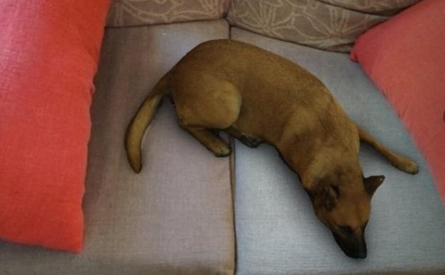 El 'filtro del perro' desquicia a las madres españolas en WhatsApp