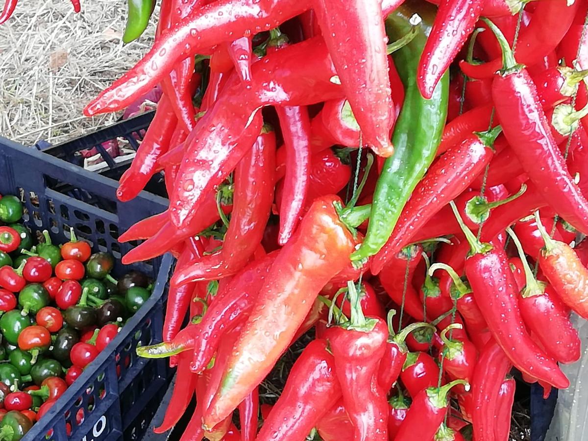 Feria de la patata en Chozas de Abajo