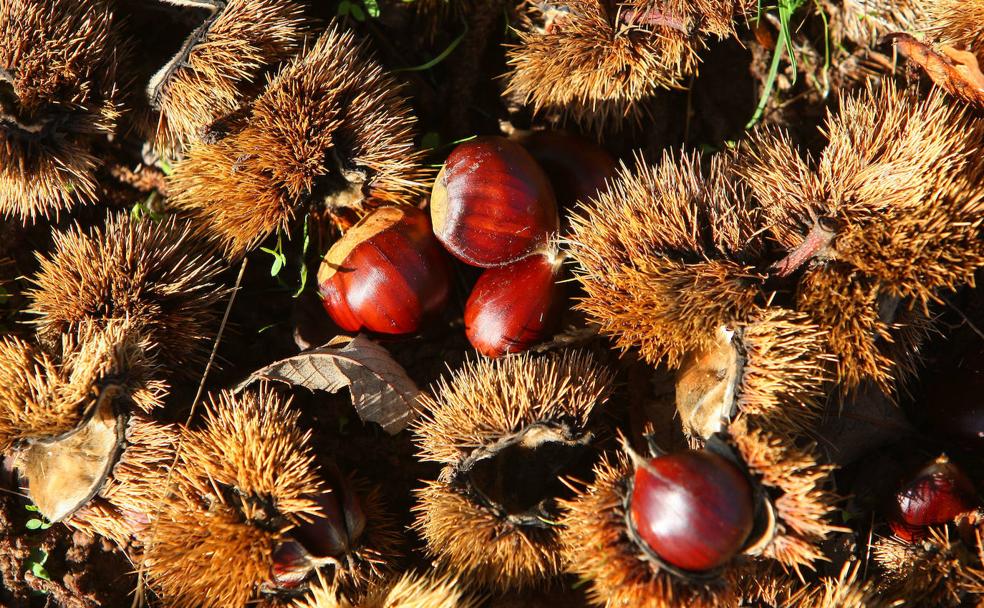 El sabor del otoño en El Bierzo