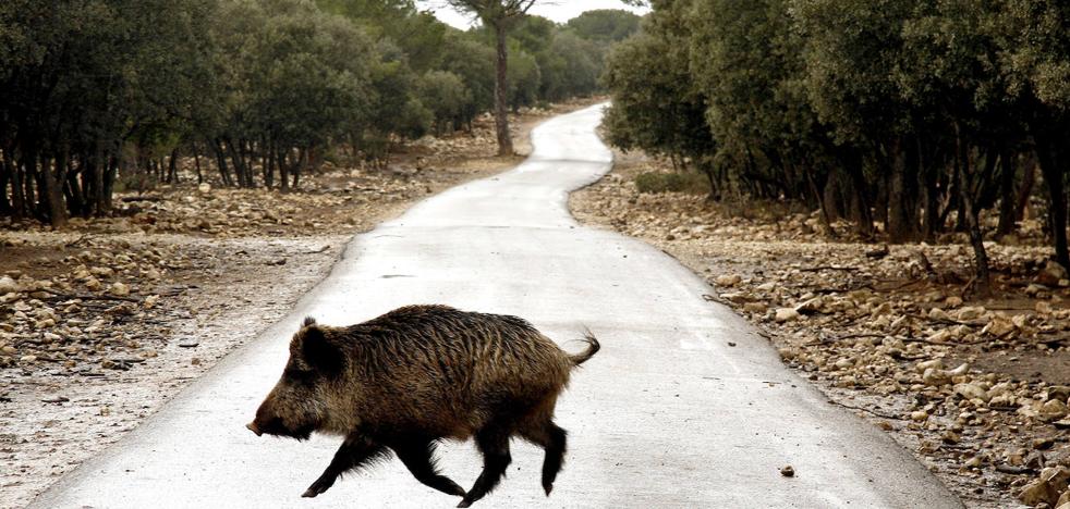 La fauna salvaje causa 167 accidentes de tráfico en León y daña más de 1.000 hectáreas en 2019