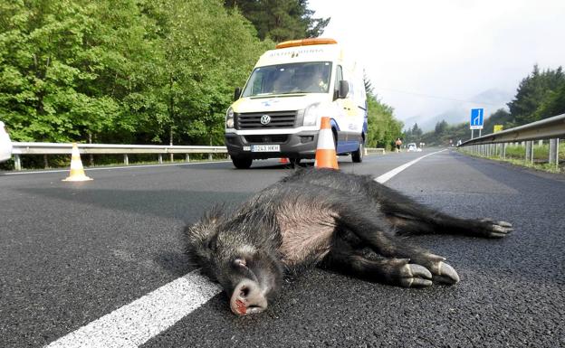 La fauna salvaje provoca 4.152 hectáreas de daños en Valladolid