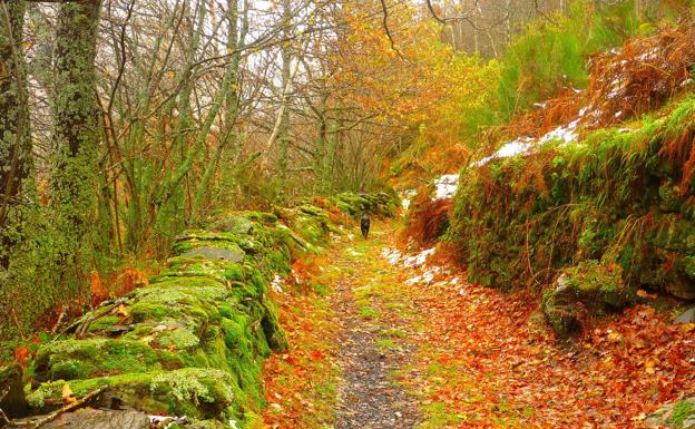 Una imagen del otoño en Guímara, ganadora del II concurso de fotografía de la Reserva de la Biosfera de los Ancares Leoneses