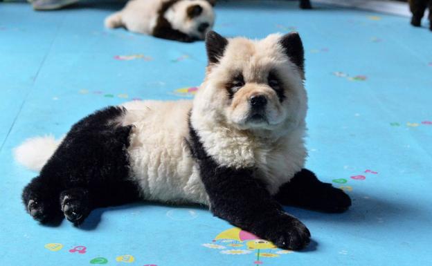 Los 'perros panda' de una cafetería china avivan la polémica sobre el maltrato animal