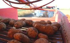 La campaña de patata de León alcanza las 63.000 toneladas, con el mercado de los 'snack' como principal cliente