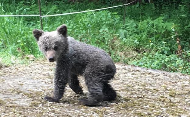 La osezna Saba será reintroducida en la naturaleza en los Picos de Europa antes de la hibernación