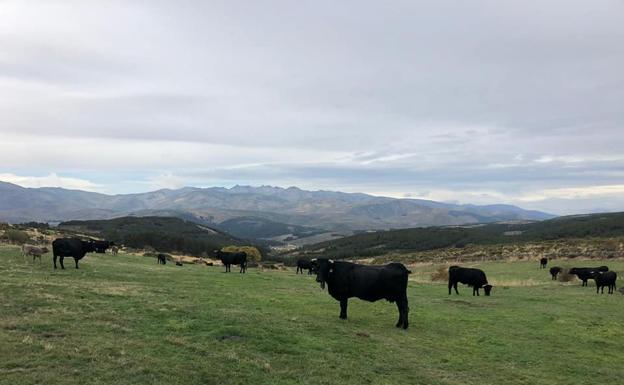 Sube un 20% la superficie de Carne de Ávila, que cuenta con 300 ganaderías