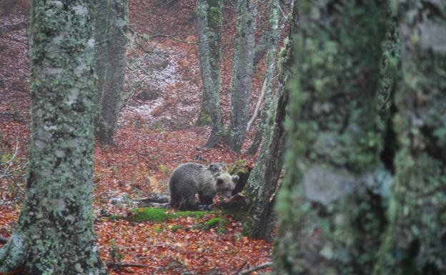 Saba, la cría de oso pardo rescatada en Asturias, ha sido puesta en libertad en Picos de Europa